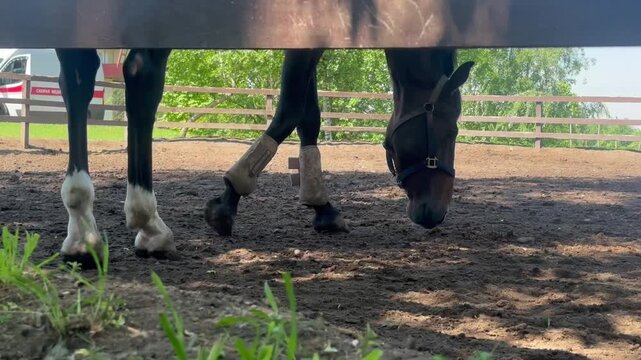 Close up of sports horse legs with protective bell boots stepping forward