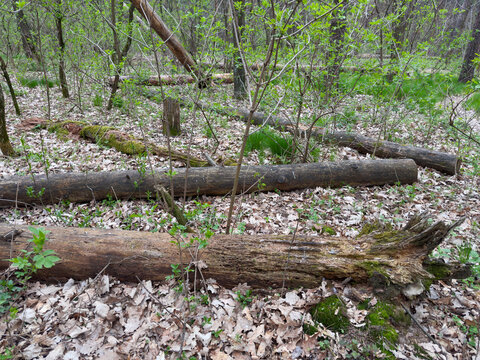 Rotten trunks of fallen trees among bushes in forest