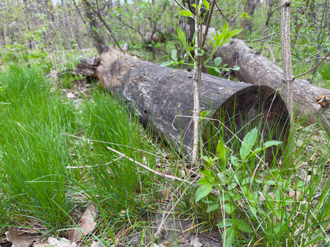 Rotten trunks of fallen trees among young grass in forest