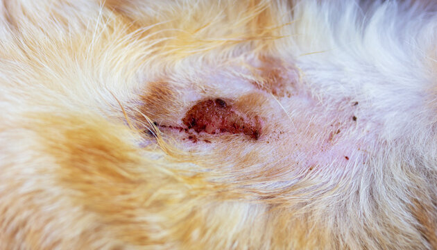 Bacterial skin infection pyoderma or lichen on the skin of a ginger cat close-up