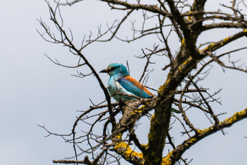 Fototapeta premium A vibrant European roller perches on the bare, lichen-covered branches of a tree 