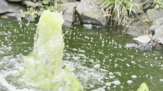 Green algae bloom in garden pond with fountain aerator