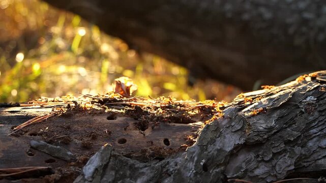 Close-up of ants crawling on dry tree stump in forest at sunset. Warm golden light highlights insect activity and natural behavior. Macro view of teamwork and woodland ecosystem.
