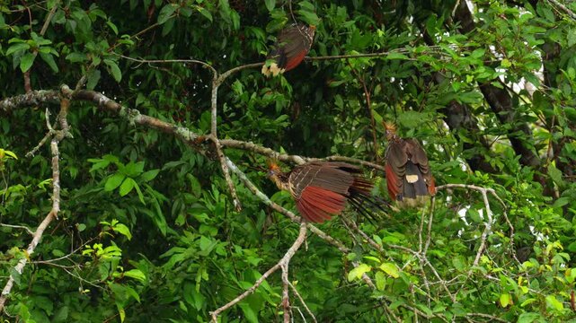Hoatzin (Stinkbird) perched in the Amazon rainforest of Colombia, showing its unique appearance and wetland forest habitat.