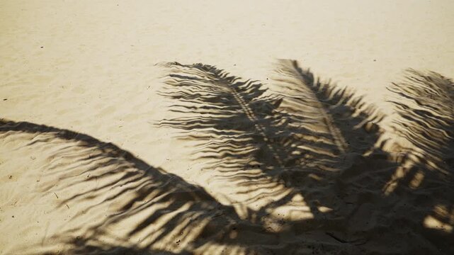 Palm tree shadow cast on sand at a tropical beach in Sri Lanka, creating a natural abstract pattern in warm sunlight.