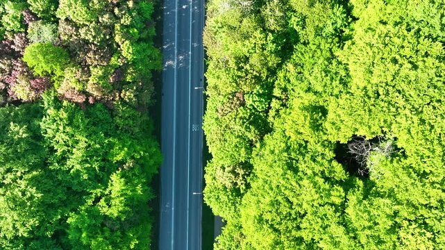 Cinematic aerial topdown shot of a car driving on a straight asphalt road surrounded by a dense green forest. Perfect for travel, sustainability, and nature themes.