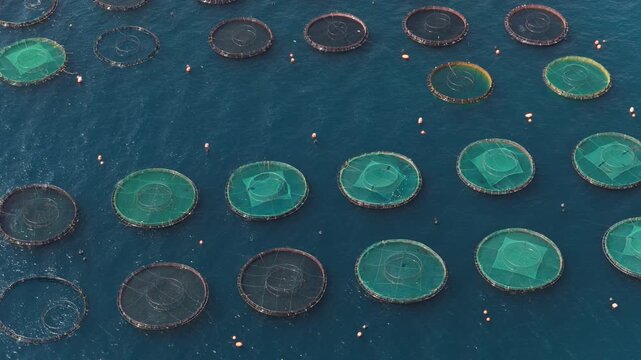 Numerous circular cages of an offshore fish farm floating on the calm blue sea, representing a modern aquaculture system for sustainable seafood production and marine agriculture industry