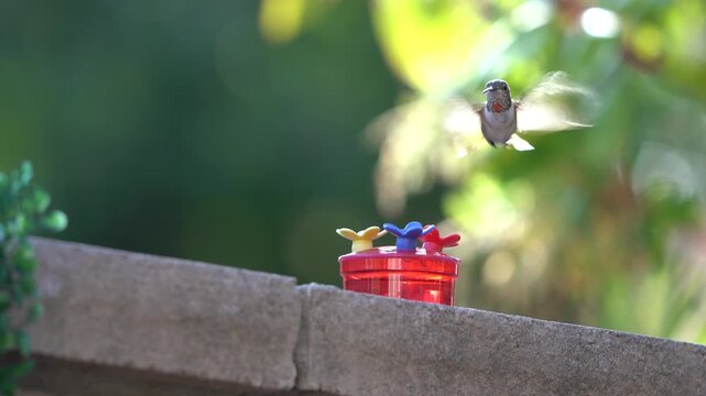 Young immature rufous hummingbird visiting a nectar feeder with multi-colored flower ports.