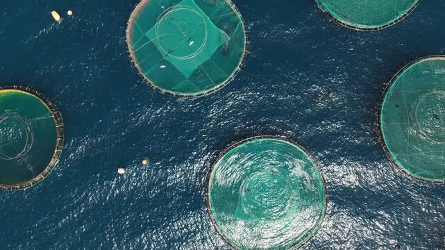 Top-down aerial perspective of a sustainable aquaculture salmon farm with large, circular net cages floating in the calm, deep blue ocean, representing modern food production and industry