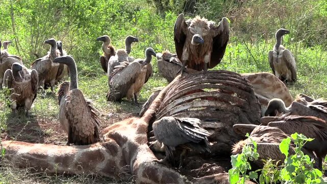 White-backed vultures aggressively feed on the decaying remains of a giraffe carcass in the Kruger National Park.