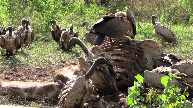 Many white-backed vultures aggressively feed on the decaying remains of a giraffe carcass in the wild.