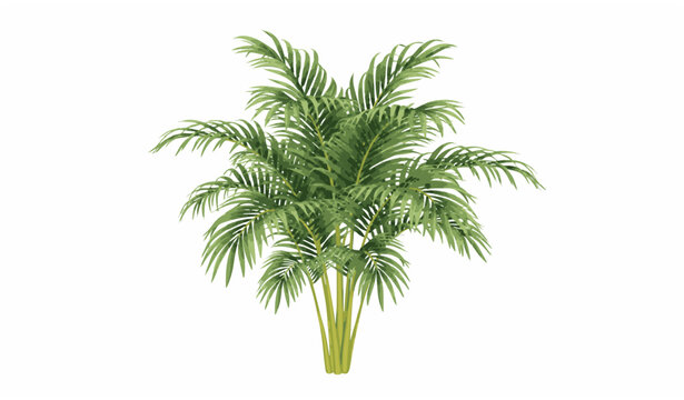 Areca Palm Images  Browse 17,102 Stock Photos, Vectors, and Video | Adobe  Stock