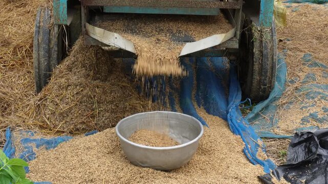 Rice thresher machinery used separate rice grains from their stalks and husks