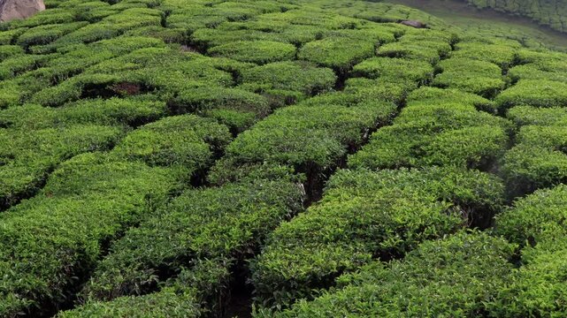 Munnar Kerala Tea Farm Plantation Landscape &mdash; Lush Green Hillside Agricultural Scenery India