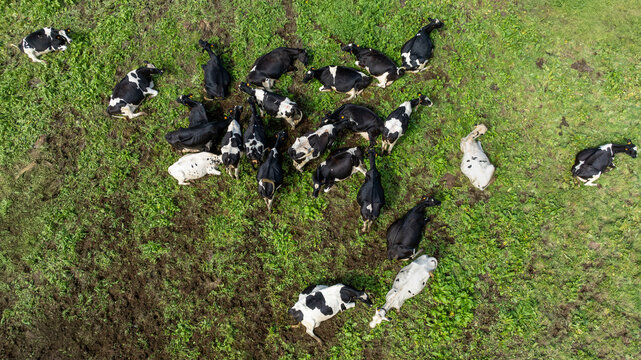 Aerial view of a herd of black and white cows resting on a lush green pasture with patches of dark soil Sete Cidades, Azores, Portugal.
