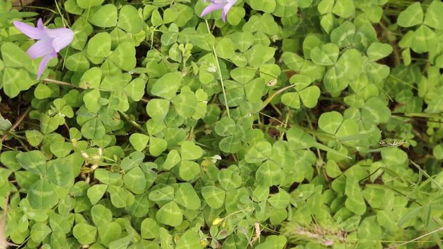 Hand is picking oxalis violacea plant in nature.