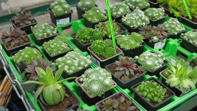 Retail display of potted succulents. Various echeveria and sedum rosettes for sale. Brightly greenhouse exhibit diverse succulent varieties in trendy store setting. Bright tones lighting. Plant shop