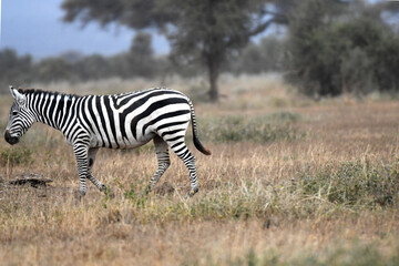 Obraz premium African Zebras Grazing in Savannah Grassland of Maasai Mara national Park, kenya, Africa