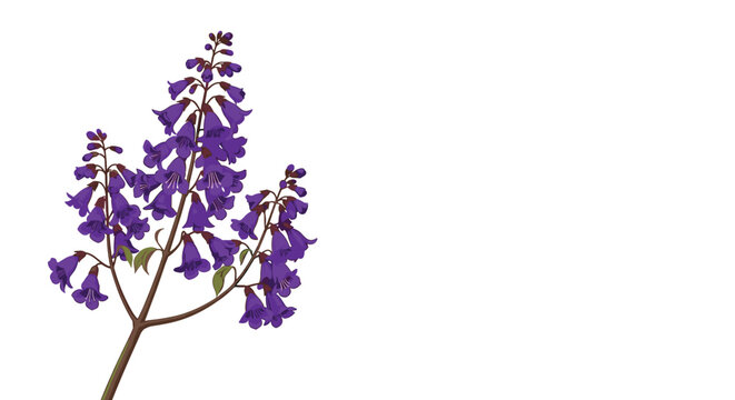 Vibrant branch of purple jacaranda flowers with bell-shaped blossoms depicted in a simple vector illustration style against white.