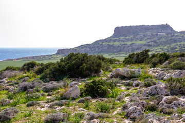 Detailed texture of ancient fossilized coral reef on coastal ground. Dry prehistoric marine fossils weathered on limestone rock shore under sunlight. Cape Greco, Cyprus. © Vlad Rakin