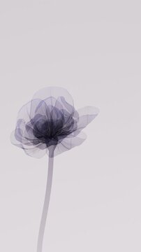 Translucent blue xray style flower closing and opening with camera zoom into petals showing delicate veins details, minimalist digital nature concept vertical video for art content