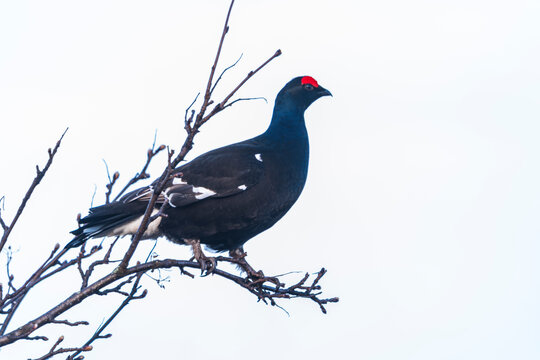 Male Black grouse (Lyruruss tetrix)