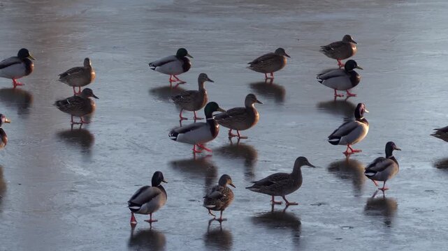 Ducks walking on frozen pond surface during winter season group of mallards sliding over slippery ice.