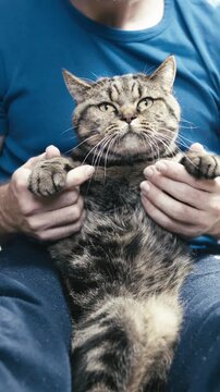 British cat in male person lap held by paws