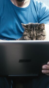 Person and the cat looking at laptop computer together