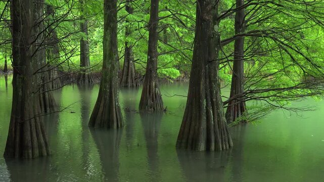 篠栗九大の森のラクウショウ