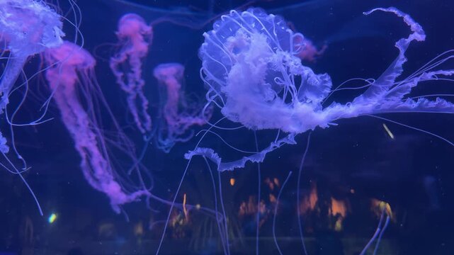 Glowing moon jellyfish Aurelia aurita drifting in dark aquarium water with translucent tentacles. Marine invertebrate species native to Atlantic Pacific and Arctic coastal oceans.