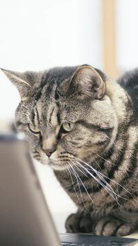 Cute British cat reading an article on the internet on laptop