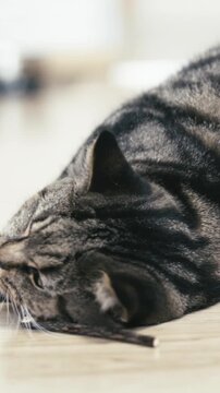 Domestic cute British cat amused by a wooden catnip stick