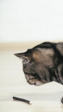 Domestic cute British cat amused by a wooden catnip stick