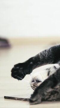 Domestic cute British cat amused by a wooden catnip stick