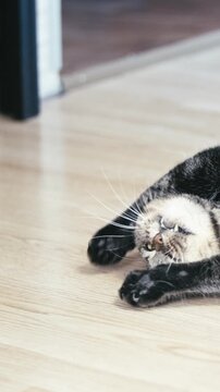 Domestic cute British cat amused by a wooden catnip stick