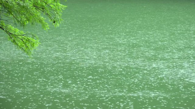 雨降りの池の水面