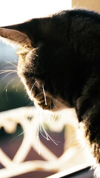 Cat looks through window in slow motion