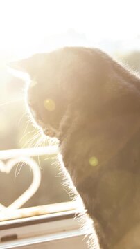 Cat enjoy the view through window with sunset in background