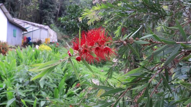 Red Bottlebrush Callistemon Flower in Bloom &mdash; Vibrant Tropical Crimson Flora Close Up Nature Video