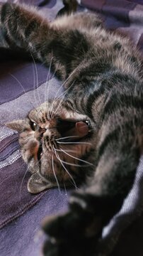 Cat yawns while stretched out on bed sleeping