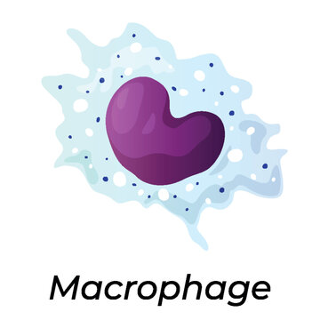 Illustration of a human macrophage in the immune system, showing its structure and function in simple vector format.