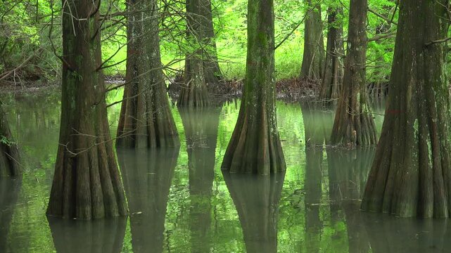 篠栗九大の森のラクウショウ