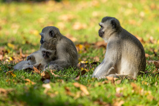 A baby vervet monkey (Chlorocebus pygerythrus) finds safety in it's mother's arms as the father looks on