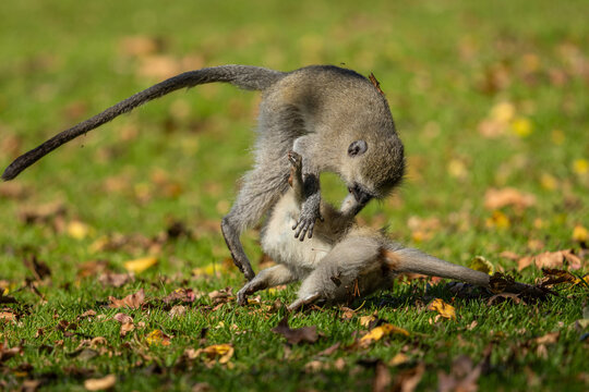 Two young vervet monkeys (Chlorocebus pygerythrus) wrestling, biting and playing with each other in a park during Autumn