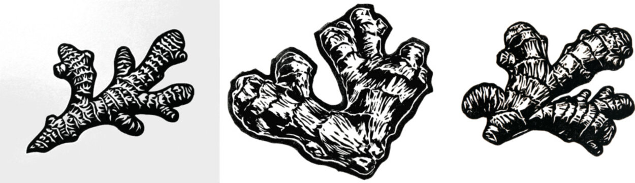 A bold linocut artwork of an organic ginger root showcases detailed segments with thick ink outlines and expressive negative space skin textures against a solid black shape on a pure white background
