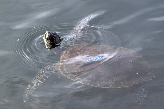 View of a sea turtle swimming at the water's surface with its head above the water creating gentle ripples Brazil.