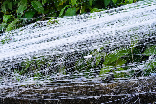 View of thick white spider webs covering green leaves and a stone wall in Ratnapura, Sabaragamuwa Province, Sri Lanka.