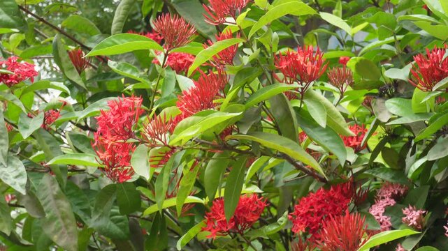 Vibrant red ixora flowers blooming in tropical garden