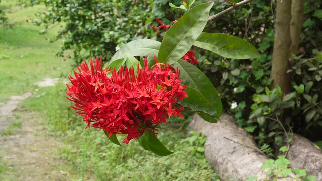Bright red ixora flowers blooming in lush garden